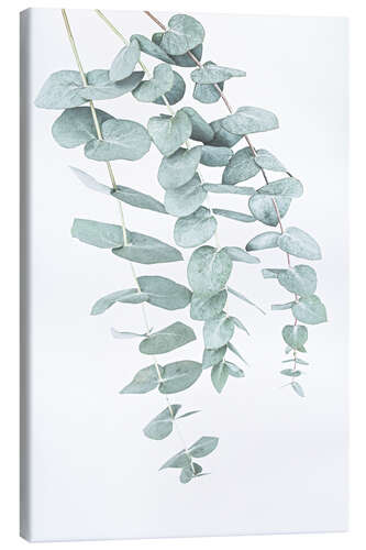 Leinwandbild Eukalyptus I