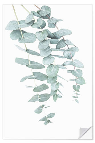 Sisustustarra Eucalyptus I