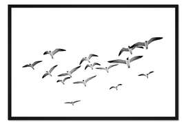 Gerahmter Kunstdruck Möwen im Flug