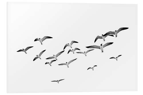 Foam board print Seagulls in Flight