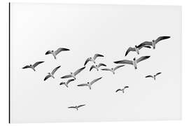 Magnettafel Möwen im Flug