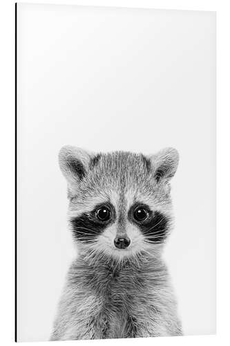 Aluminium print Raccoon Baby