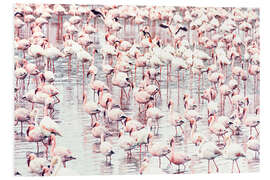 Foam board print Flamingos