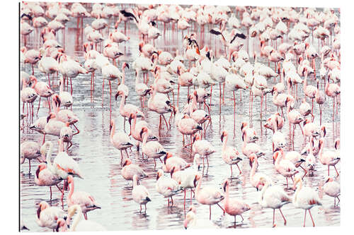 Gallery print Flamingos