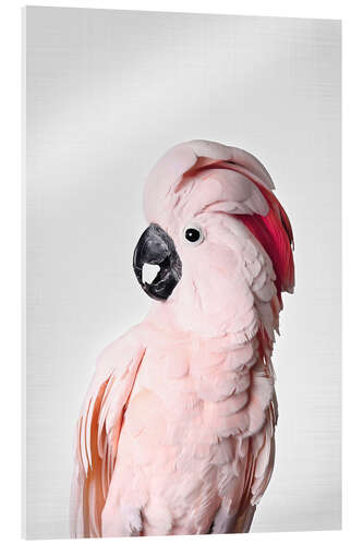 Acrylic print Pink Parrot