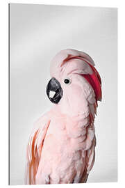 Gallery print Pink Parrot