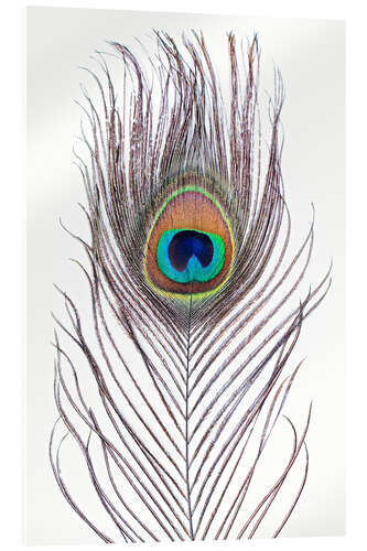 Obraz na szkle akrylowym Peacock Feather