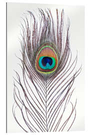 Gallery print Peacock Feather