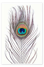Wall print  Peacock Feather - Sisi And Seb