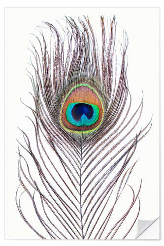 Wall sticker Peacock Feather