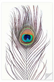 Naklejka na ścianę Peacock Feather