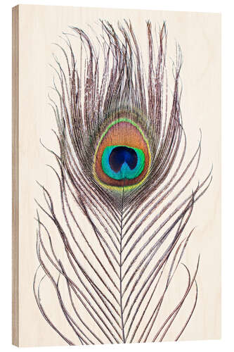 Obraz na drewnie Peacock Feather
