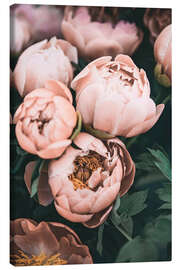 Canvas print  Peonies in Dusky Pink - Sisi And Seb