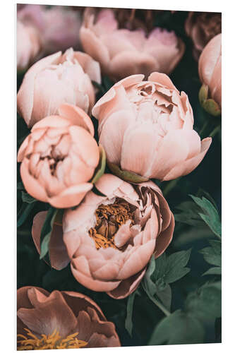 Foam board print Peonies in Dusky Pink