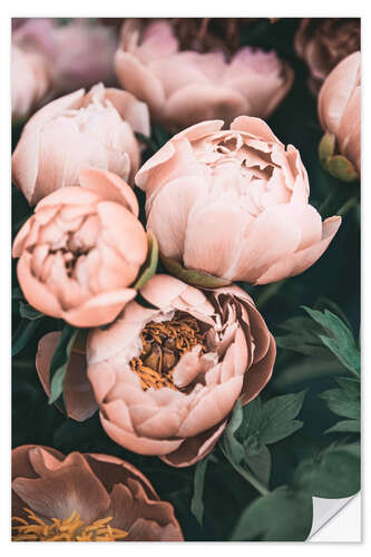 Sisustustarra Peonies in Dusky Pink