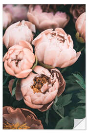 Muursticker Peonies in Dusky Pink