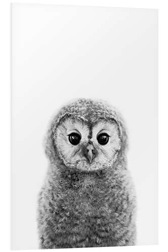 Foam board print Young owl