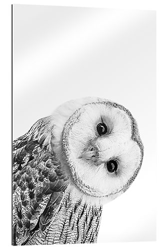 Gallery print Snow Owl