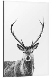 Magnettafel Rothirsch