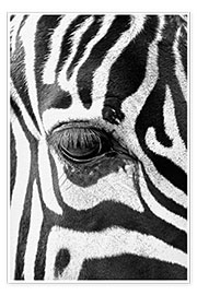 Veggbilde  Eye of the zebra - Art Couture
