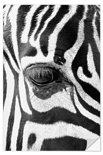 Naklejka na ścianę Eye of the zebra