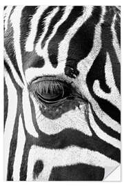 Selvklæbende plakat Eye of the zebra