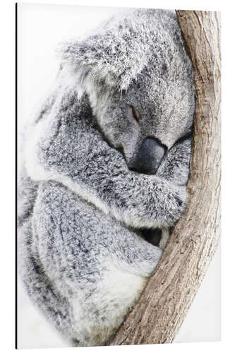 Aluminium print Sleeping Koala II