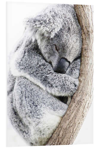 Foam board print Sleeping Koala II