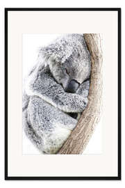 Gerahmter Kunstdruck Schlafender Koala II