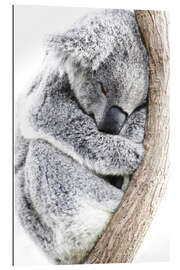 Gallery print Sleeping Koala II