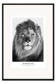 Gerahmter Kunstdruck Kalahari-Löwe