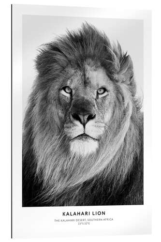 Gallery print Kalahari Lion