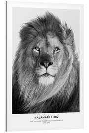 Magnettafel Kalahari-Löwe