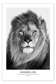 Print  Kalahari leeuw (Engels) - Art Couture