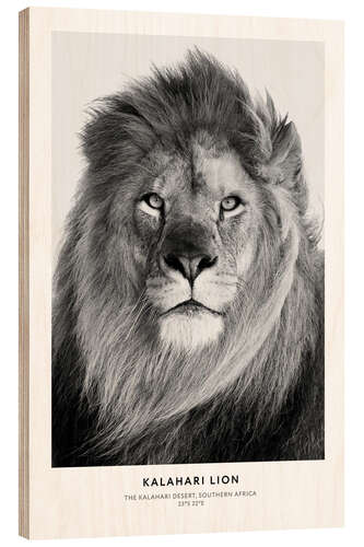 Wood print Kalahari Lion