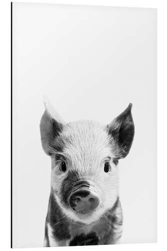 Alubild Junges Ferkel