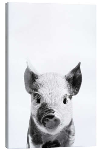 Canvas print Piglet