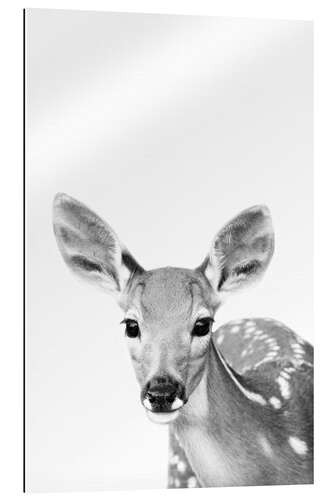 Gallery print Young deer