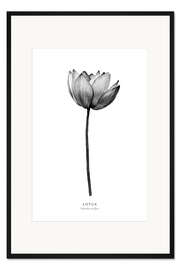 Gerahmter Kunstdruck Lotus
