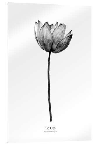 Gallery Print Lotus