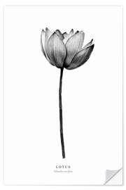 Wall sticker Lotus