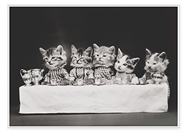 Poster Kätzchen zu Tisch, vintage