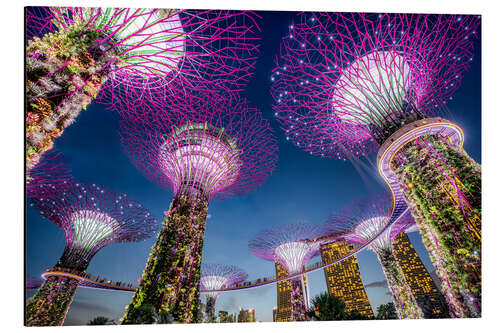 Aluminiumsbilde Supertrees in Singapore