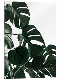 Gallery print In the shadow of the Monstera