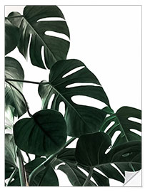 Wall sticker In the shadow of the Monstera