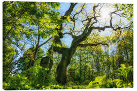 Stampa su tela Grande quercia nel parco nazionale di Hainich