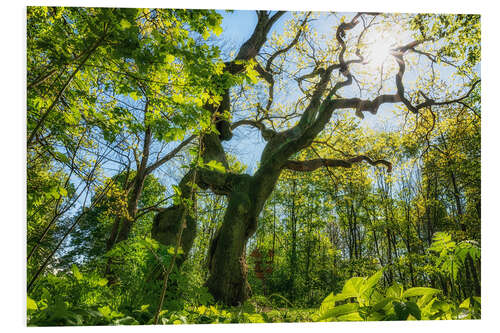 Tableau en PVC Grand chêne dans le parc national de Hainich