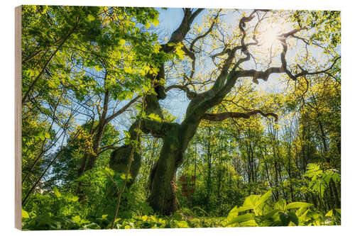 Hout print Large oak tree in the Hainich National Park