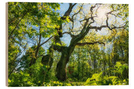 Trätavla Large oak tree in the Hainich National Park