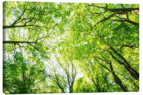 Canvas print Lush green treetops